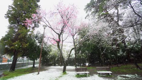 In-Tokio-Schneit-Es-Im-Frühjahr-An-Ein-Bis-Zwei-Tagen-Im-Jahr