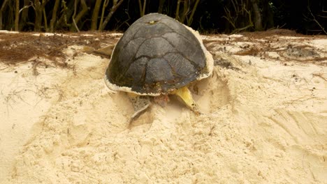 Karettschildkröte,-Die-Den-Hügel-Erklimmt,-Um-Den-Strand-Zu-Erreichen-Und-Eier-Zu-Legen