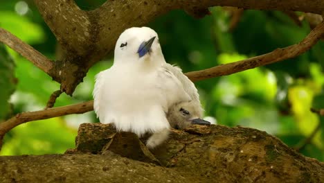 White-tern-nesting-young-chick-on-tropical-island-tree