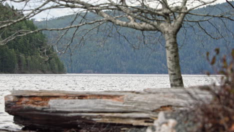 Large-Driftwood-Washed-Ashore-With-Bald-Tree-On-The-Background-In-Lake-Crescent,-Washington