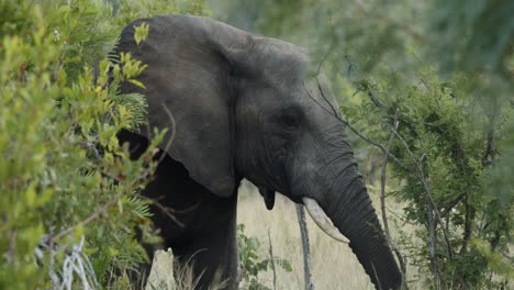Close-up-of-African-Elephant-shaking-head-at-another-elephant-in-slow-motion