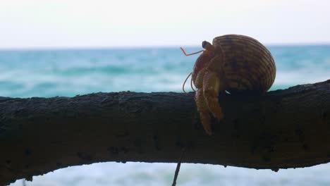 Hermit-Crab-walking-over-branch-with-beautiful-beach-in-background