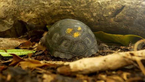 Junge-Aldabra-Schildkröte,-Die-Sich-Zum-Schutz-In-Der-Schale-Versteckt