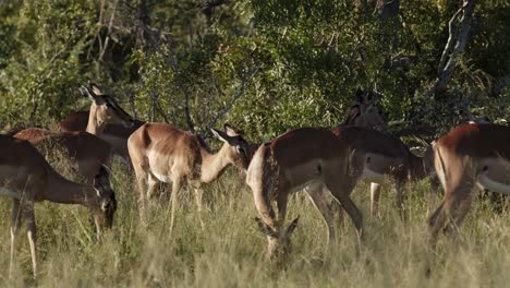 Impala-Weiden-Auf-Gras-Im-Morgendlichen-Afrikanischen-Licht