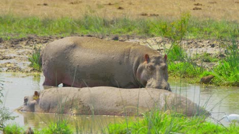 Zwei-Nilpferde-Tauschen-Blicke-Im-Schlammigen-Sumpfwasser-In-Der-Ugandischen-Sonne