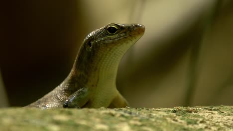 Skink-on-tree-watching-and-breathing-heavily