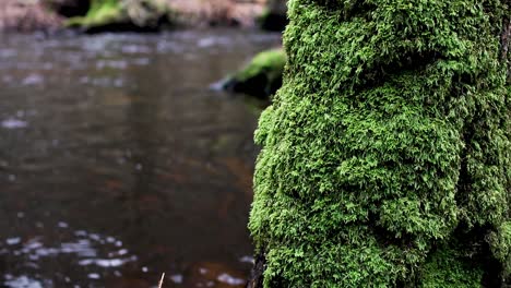 Tree-filled-with-Moss-on-a-Bright-an-Blurry-Background-of-Slow-flowing-brown-Water