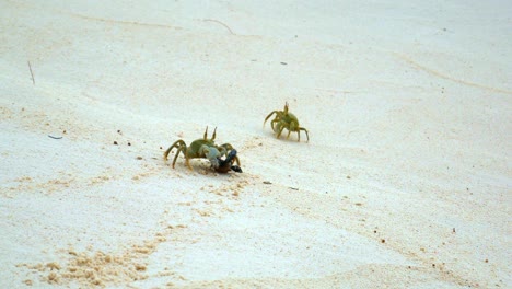 Geisterkrabbe,-Die-Versucht,-Die-Beute-Eines-Schildkrötenschlüpflings-Von-Einer-Anderen-Krabbe-Zu-Stehlen