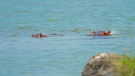 Hippos-swim-in-deep-blue-water,-ducking-below-the-surface-to-cool-off-and-hide