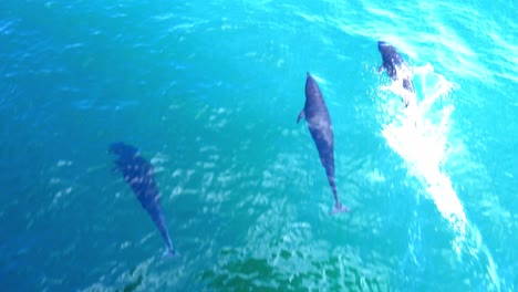 Super-rare-dolphins-swimming-beneath-boat-in-clear-water