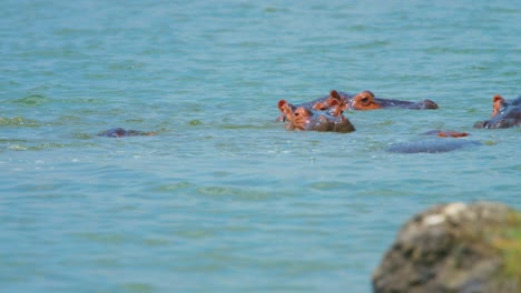 Gruppe-Von-Flusspferden,-Die-Im-Queen-Elizabeth-National-Park-Planschen-Und-Schwimmen