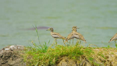 Knievögel-In-Uganda-Blicken-Mit-Flusspferden-über-Den-See