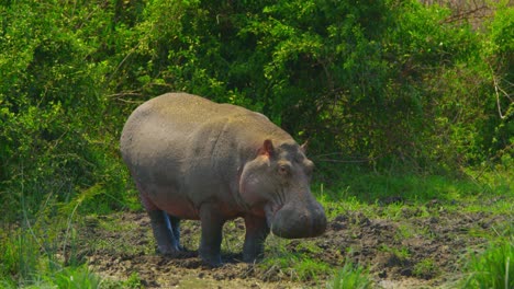 Huge-wild-hippo-looks-back-and-forth-whilst-standing-on-muddy-embankment-in-Uganda