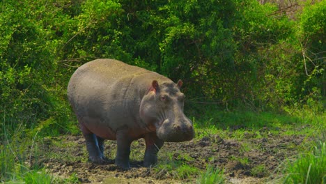 Hippo-stands-on-bank-in-deep-mud,-isolated-and-alone