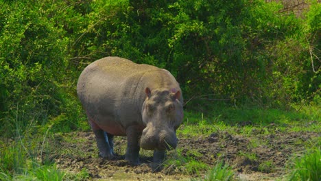 Wild-hippo-in-its-natural-habitat,-a-muddy-swamp-in-Africa