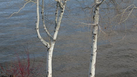 Slow-Waves-On-River-Bank-With-Birch-Trees-In-Foreground