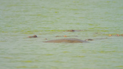 Hipopótamos-Relajándose-En-El-Lago-En-El-Parque-Nacional-Reina-Elizabeth-Uganda
