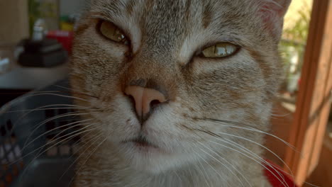 Close-Up-of-A-Cat
