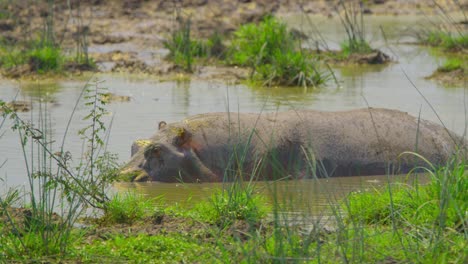 Hippopotamus-cools-off-in-swamp-in-the-African-hot-sun-with-muddy-water-and-vibrant-grass