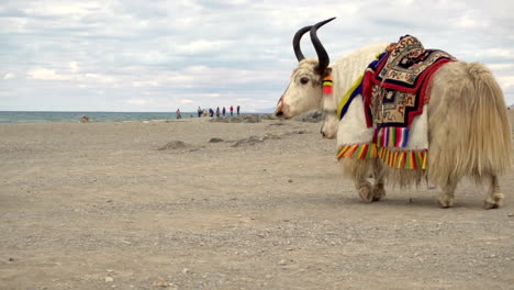 White-yaks-dressed-up-with-traditional-mount-rugs-in-Tibet