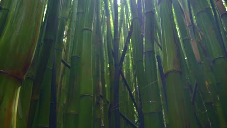 Bamboo-forest-in-Maui,-Hawaii