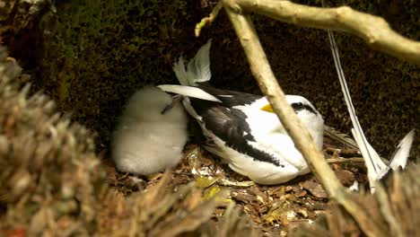 White-tailed-tropic-bird-with-chick-in-nest-in-Seychelles,-Africa