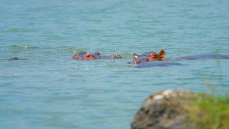 Hipopótamos-Saliendo-Del-Agua-Y-Mirando-Directamente-Hacia-La-Cámara-En-África