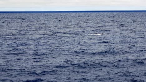 Blue-whale-surfaces-in-rough-offshore-weather