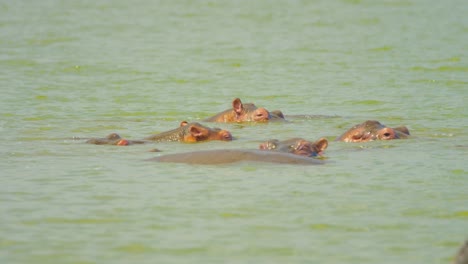 Hippos-swim-in-risky-muddy-lake-in-deep-water-keeping-cool