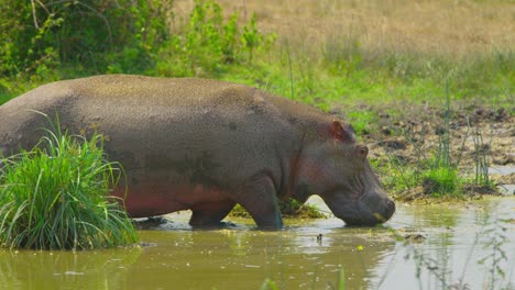 Hippo-walks-causiously-into-swamp-water,-muddy-and-dirty-in-the-hot-sun