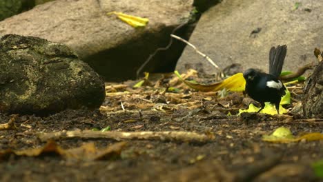 Seychelles-Magpie-Robin-Comiendo-Insectos-Del-Suelo-Del-Bosque-De-La-Isla