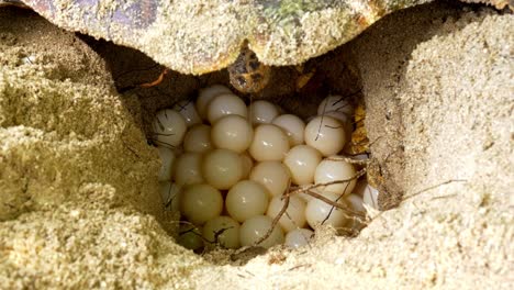 Hawksbill-Turtle-laying-many-eggs-in-sand-hole-nest
