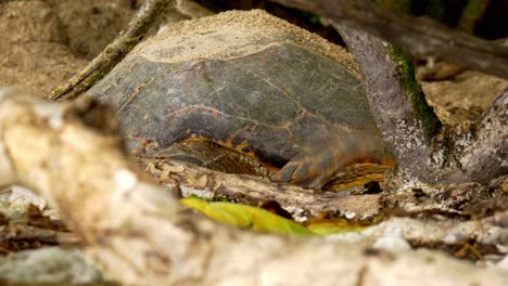 Karettschildkröte,-Die-Ein-Nest-Baut,-Um-Eier-Zu-Legen