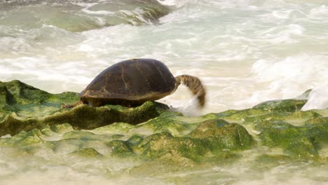 Hawksbill-Turtle-struggling-to-crawl-over-rocks-in-beach