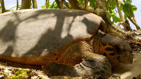 Tagged-sea-turtle-successfully-laying-eggs-on-island-beach