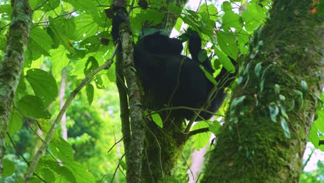 Junger-Gorilla,-Der-Hoch-Oben-In-Den-Ästen-Im-Ruanda-Volcanoes-National-Park-Isst
