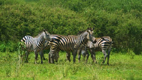 Kleine-Gruppe-Von-Zebras-Mit-Schönen-Mustern,-Die-Köpfe-Schütteln-Und-Sich-In-Afrika-Entspannen