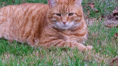 Down-to-up-camera-tilt-of-chubby-orange---red-haired-cat-lying-in-the-grass-on-a-summer-day