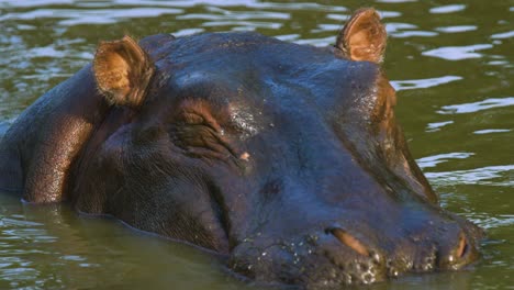 Close-up-slow-motion-of-hippo-shaking-ears-floating-just-out-of-water-in-Serengeti