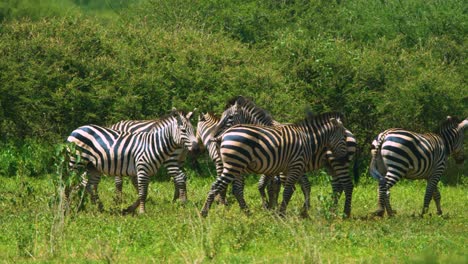 Wild-zebra-walking-through-african-plains-with-grass-in-sunshine-slow-motion