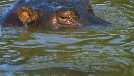Hippopotamus-rises-up-from-below-water-to-look-around,-close-up-super-slow-motion