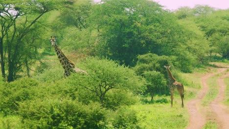 Giraffe-turns-to-look-at-camera-as-it-walks-through-african-wild-grass-whilst-on-safari