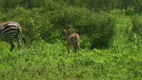 Baby-zebra-walking-with-parent-in-Africa-alone-in-isolation-in-the-wild