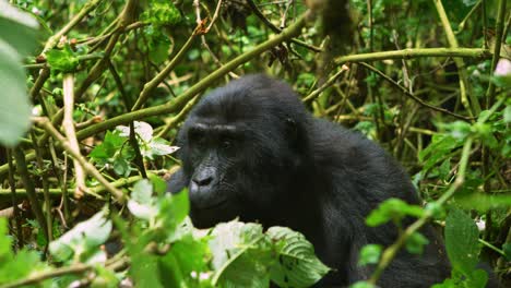 Endanged-species-in-the-wild,-female-Gorilla-relaxing-in-dense-Rwandan-rainforest,-Africa
