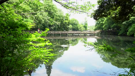 One-of-the-most-beautiful-areas-in-the-Kichijoji-park-in-Tokyo-is-this-long-bridge-where-people-in-summer-walk-peacefully-and-birds-rest-in-the-water