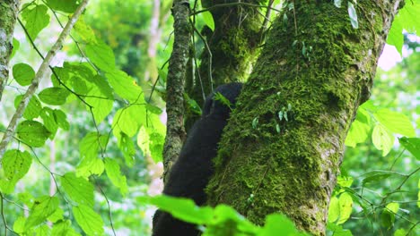 Young-Gorilla-perched-high-up-in-tree-in-the-wild-with-green-leaves-in-an-African-rainforest