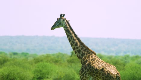 Giraffe-walking-in-slow-motion-tracked-in-stunning-sunshine-with-beautiful-patterns