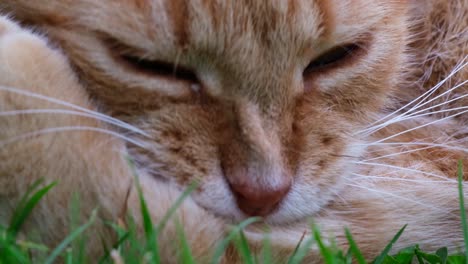 Nahaufnahme-Des-Kopfes-Einer-Orange-rothaarigen-Katze,-Die-Im-Gras-Liegt-Und-Ihre-Reinigung-Durch-Lecken-Und-Beißen-Ihrer-Pfote-Und-Krallen-Mit-Geschlossenen-Augen-Durchführt