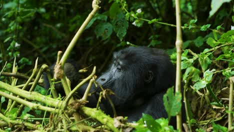 Gorilla-alone-in-the-wild-rainforest-of-Africa-eating,-calm-and-care-free