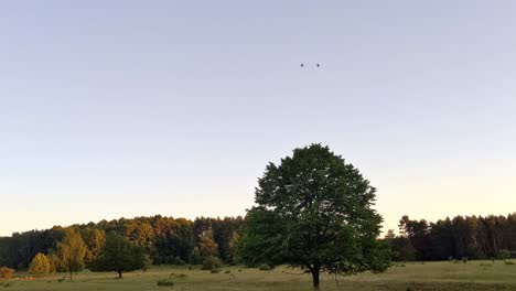 Flyover-of-two-US-Apache-helicopters-over-German-countryside-in-warm-evening-light